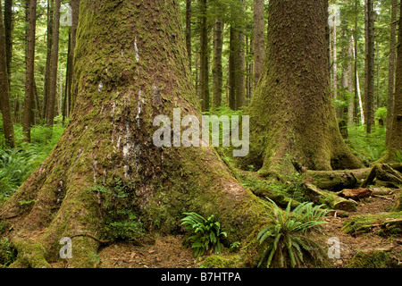 BRITISH COLUMBIA - Old Growth Sitka-Fichte, Picea Sitchensis in Eric Lake in Cape Scott Provincial Park. Stockfoto