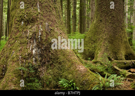 BRITISH COLUMBIA - Old Growth Sitka-Fichte, Picea Sitchensis in Eric Lake in Cape Scott Provincial Park. Stockfoto