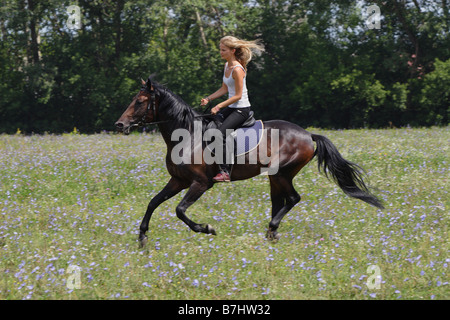 Junge Reiter im Galopp auf Rückseite ein "deutsches Pferd" Stockfoto