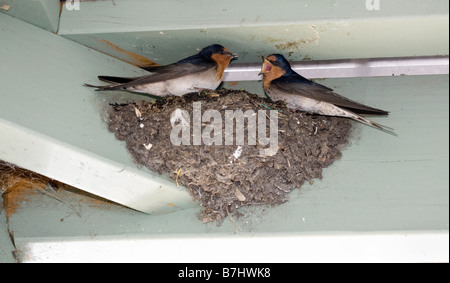 Willkommen Sie Schwalben (Hirundo Neoxena) auf ihrem Nest. Stockfoto