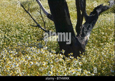 Wild flowers surround dead burned tree Torres del Paine National Park Patagonia Chile Stockfoto