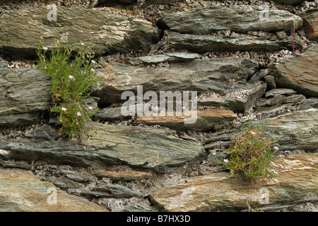 Felsenmeer Spörgel, Spergularia Rupicola wächst in einer Wand Stockfoto