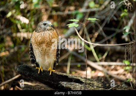 Wild nicht in Gefangenschaft nicht gewöhnt rot geschultert Hawk Buteo Lineatus in Fakahatchee Strand in Florida Everglades Stockfoto