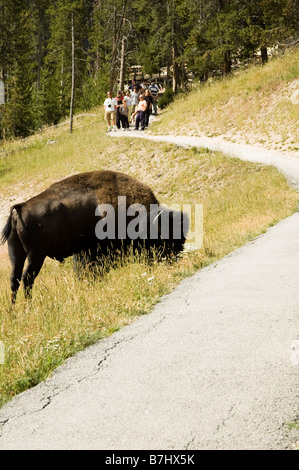 Touristen, die gerade die Büffel auf Mud Volcano Trail im Yellowstone-Nationalpark Stockfoto