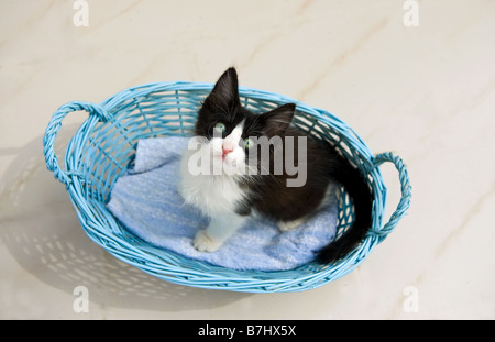 Hauskatze. Ein schwarz-weißes Kätzchen, das in einem blauen Korb sitzt Stockfoto