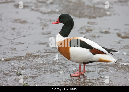 Gemeinsamen Brandgans Tadorna Tadorna erwachsenen männlichen stehen auf dem Eis auf einem gefrorenen See Stockfoto