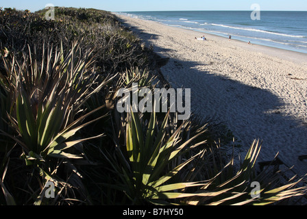 Canaveral National Seashore Düne Sägepalme Ozean Merritt Island national Wildlife refuge Stockfoto