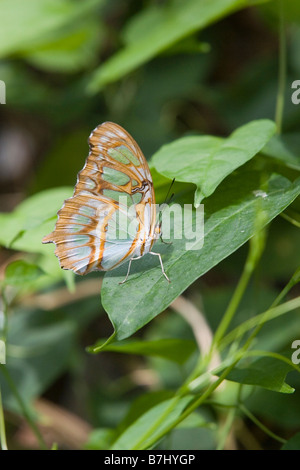 Malachit Schmetterling (Siproeta Stelenes) ruht auf Blatt, Schmetterlingshaus Niagara, Niagara Falls, Ontario, Kanada. Stockfoto