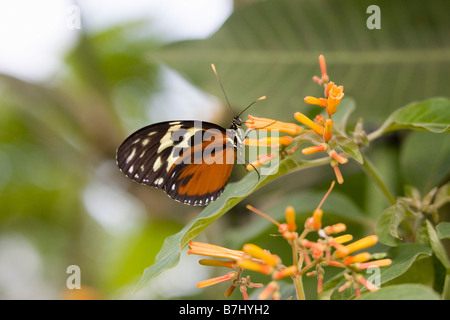 Tiger Longwing Schmetterling (Heliconius Aigeus) ernähren sich von Blume, Schmetterlingshaus Niagara, Niagara Falls, Ontario, Kanada. Stockfoto