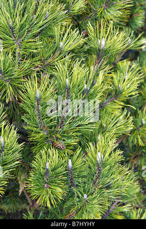 PINUS MUGO WINTER GOLD IM TENNIS-COURT GARTEN AM RHS ROSEMOOR DEVON Stockfoto