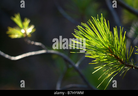 Lodgepole Pine (Pinus Contorta var. Latfolia) Nadeln Glühen im Sonnenlicht, Kludahk Trail, b.c. Stockfoto