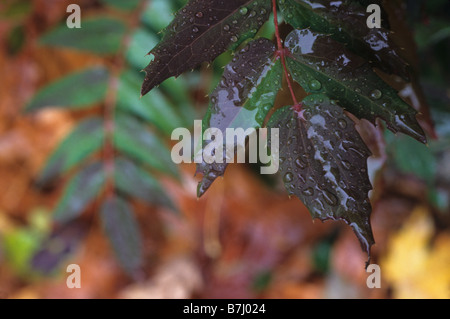 Close-up nasses Laub im Herbst Stockfoto