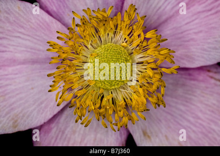 Nahaufnahme einer japanischen Anemone (Anemone Japonica) Blume, Surrey, England. Stockfoto