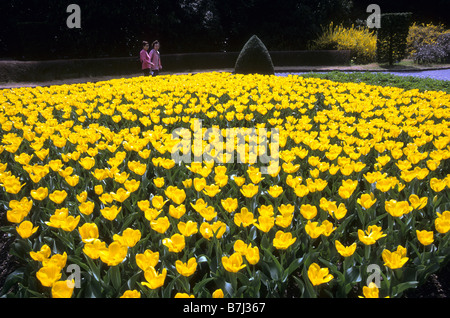 Besucher sehen Tulpe blüht in Kyoto Botanical Garden Kyoto Japan Stockfoto
