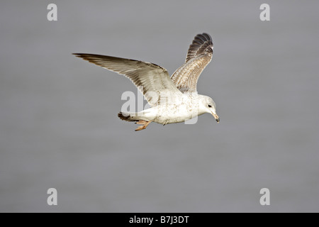 Juvenile Ring-billed Möwe im Flug Stockfoto