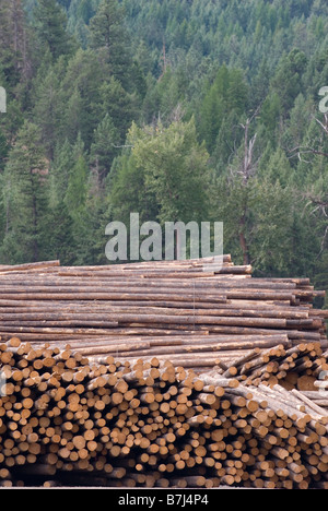 Protokolle wartet auf Verarbeitung an eine Sägemühle, Midway, BC, Kanada Stockfoto