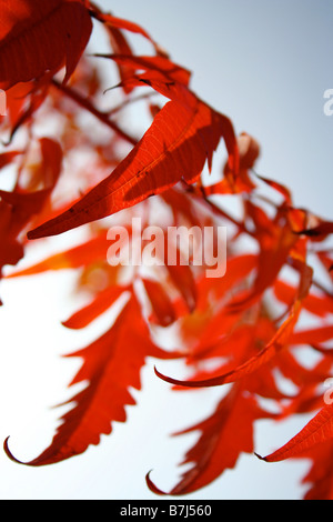 Nahaufnahme von leuchtend orange / rot herbstlichen Blättern auf einer Rhus Typhina / Sumach Baum Stockfoto