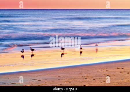 Möwen in der Strand Amoreira bei Natural park Costa Vicentina, Algarve, Portugal Stockfoto