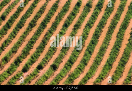 Reihen von Apfelbäumen, Annapolis Valley, Nova Scotia Stockfoto