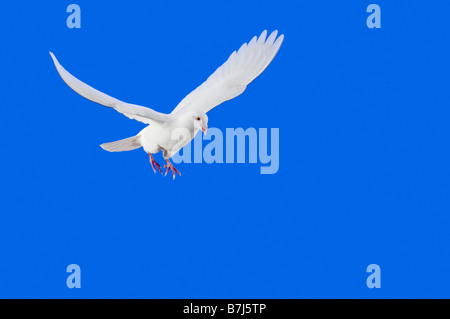 Weiße Taube im Flug. Stockfoto