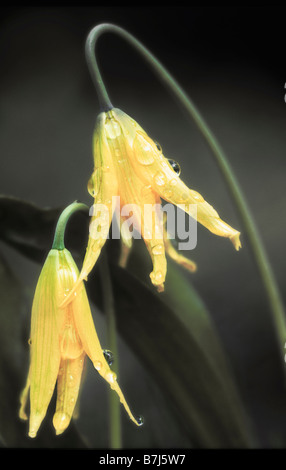 Lawine Lillies in Almwiese. Sommer. Manning Provincial Park Stockfoto