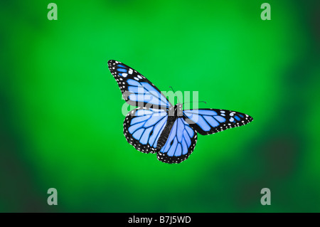 Schmetterling im Flug Stockfoto