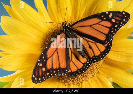 Monarchfalter auf Sonnenblume. Stockfoto