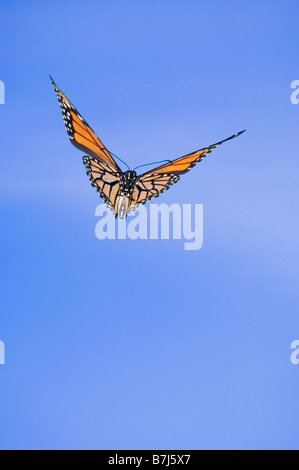 Monarch-Schmetterling im Flug. Stockfoto