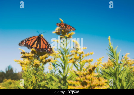 Monarchfalter auf Goldrute. Dartmouth, Nova Scotia Stockfoto