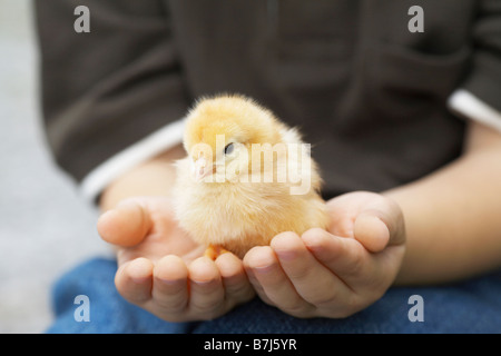 Kleiner Junge hält eine Baby-Küken auf dem Bauernhof, Waterford, Ontario Stockfoto