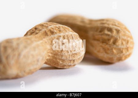 Zwei Erdnüsse auf weißem Hintergrund Stockfoto