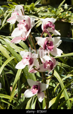 dh Monte Palace Tropical Garden MONTE MADEIRA lila und weißen Orchideen blühen Stockfoto