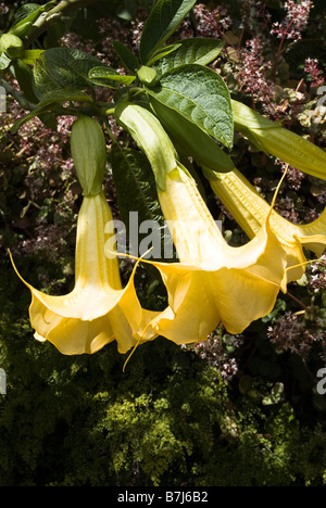 dh Monte Palace Tropical Garden MONTE MADEIRA Engel Trompete Blumen Pflanze Baum Busch Stockfoto