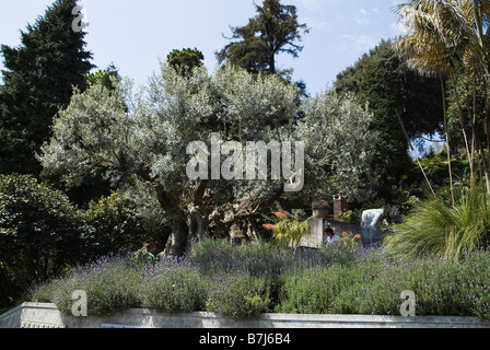 dh Monte Palace Tropical Garden MONTE MADEIRA tausend Jahre alten Olivenbaum Stockfoto