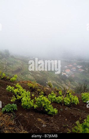 dh LEVADA MADEIRA Weinreben wachsen auf dem Feld neblige Hanglagen Weinreben Hügel Hang Weintrauben Weinberge Felder Stockfoto