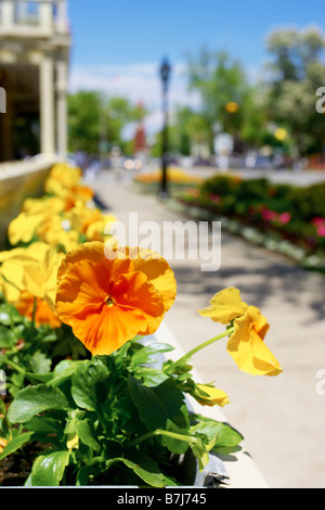 Fenster-Box von Orangen und gelben Stiefmütterchen mit der Stadt im Hintergrund, Niagara auf dem See. Stockfoto