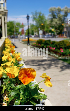 Fenster-Box von Orangen und gelben Stiefmütterchen mit der Stadt im Hintergrund, Niagara auf dem See. Stockfoto