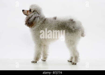 Profil von Pudel stehend Stockfoto