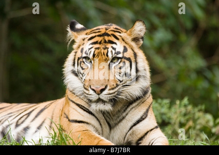 Sibirischer Tiger im Zoo von Toronto, Toronto, Ontario, Kanada. Stockfoto