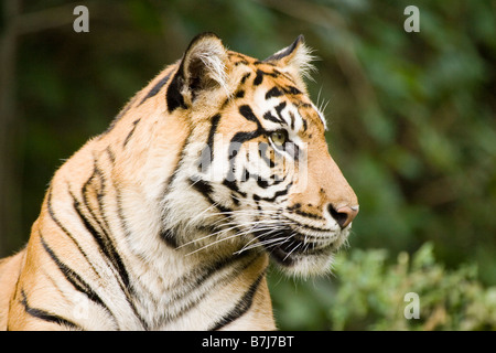 Sibirischer Tiger im Zoo von Toronto, Toronto, Ontario, Kanada. Stockfoto