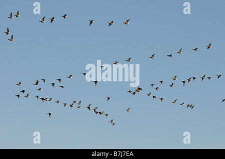 Ringelgänse Branta Bernicla Herde im Flug North Norfolk UK Stockfoto