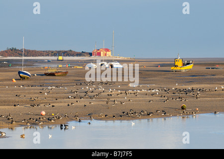 Ringelgänse Branta Bernicla Vögel in Gezeiten Kanal Wells als nächstes das Meer North Norfolk UK Stockfoto