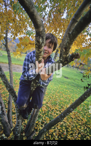 Junge, 6, klettert Baum mit Herbstlaub im Hintergrund, Whistler, BC Stockfoto