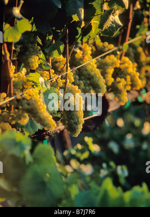 Weiße Trauben an den Rebstöcken im Weinberg, Napa Valley, Kalifornien Stockfoto