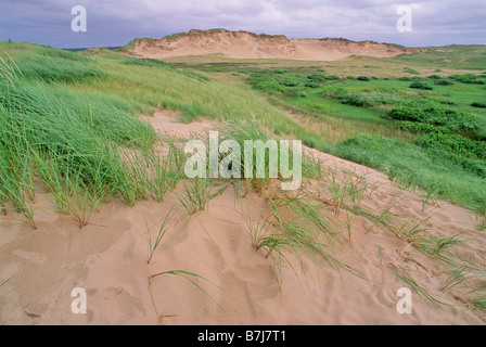 Fragile Rasen hält Sanddünen an seinem Platz, PEI NAT ' l Pk Stockfoto