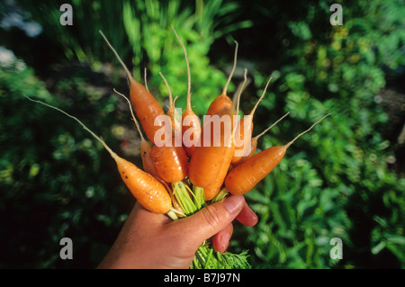 Frisch geerntete Möhren statt in der Hand des Fotografen, Whistler, BC Stockfoto