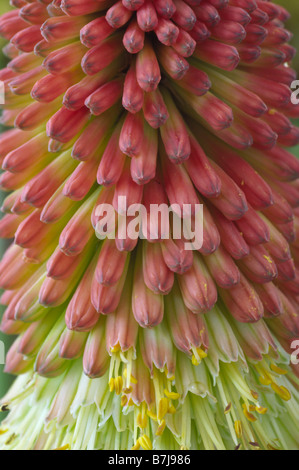 Kniphofia Uvaria (rote heiße Poker, Fackel Lilie) Nahaufnahme von einzelnen Blüten im Blütenstand. Stockfoto