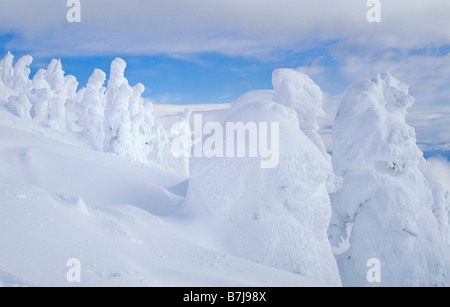 Schnee-Riesen sind Bäume in Raureif, Skigebiet Mt. Washington, Vancouver Island, BC Stockfoto