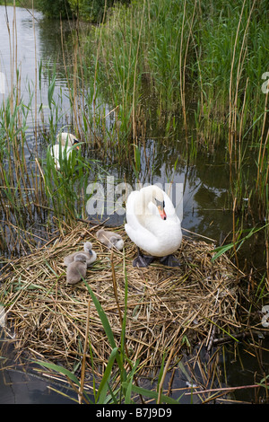 Schwäne und Cygnets auf ihr Nest in den Mühlteich Houghton Mühle auf der Great Ouse in der Nähe von St Ives, Cambridgeshire Stockfoto