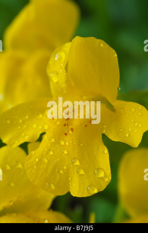 Mimulus Guttatus (Monkey Flower, Moschus) Stockfoto
